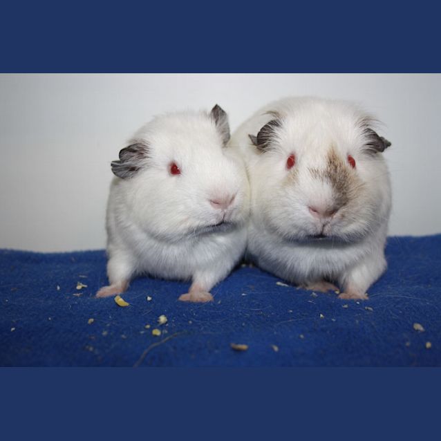 Photo of Yogi And Bobo