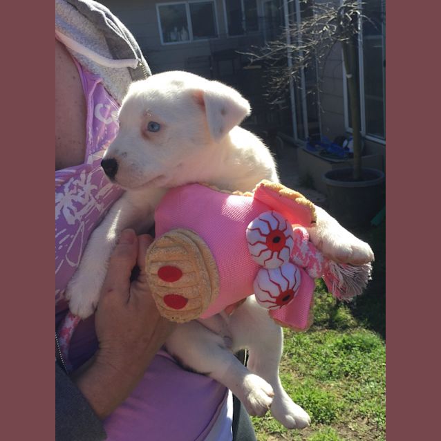 Photo of Sandy (Dog/Child/Cat Friendly)