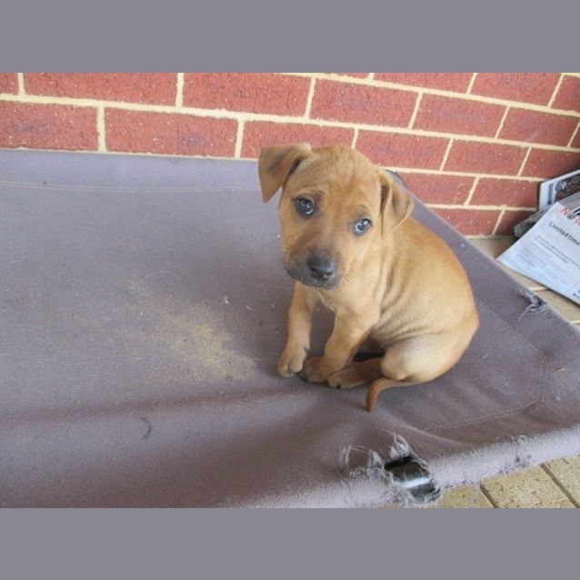 Photo of Honey Dl1123