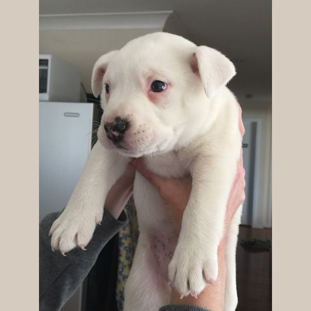 Photo of Candy (Dog/Child/Cat Friendly)