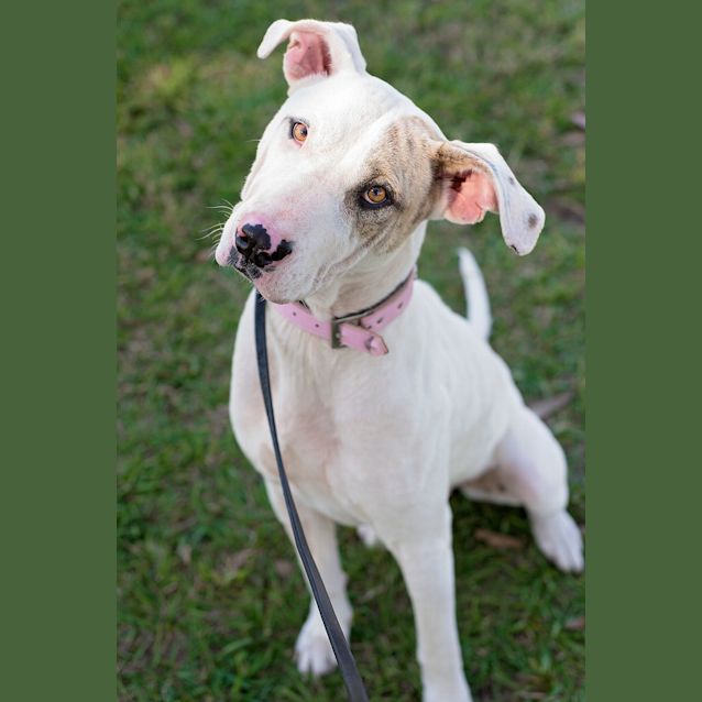 Photo of Lady