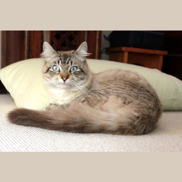 Photo of Romeo