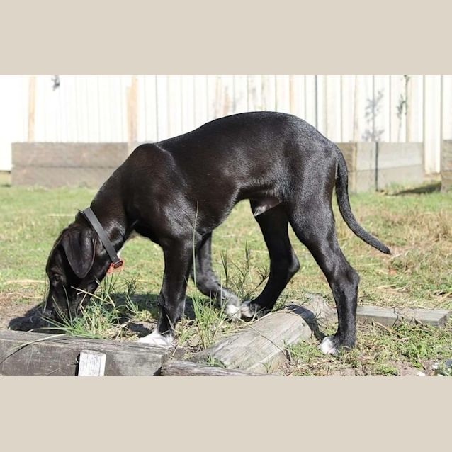 Photo of Leo (Dog/Poultry Friendly)