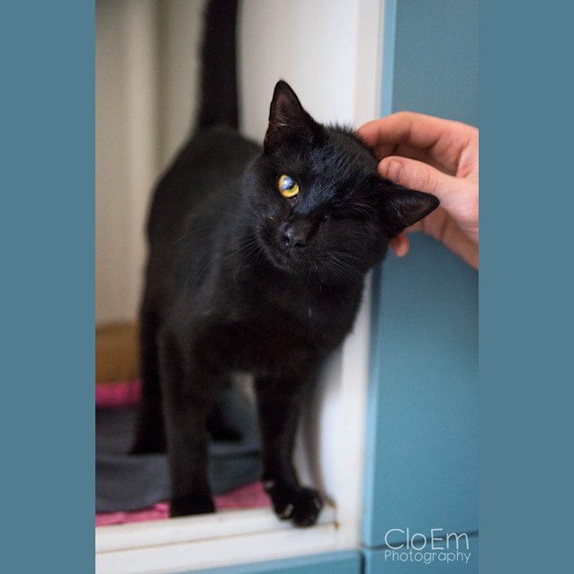 Photo of Pirate