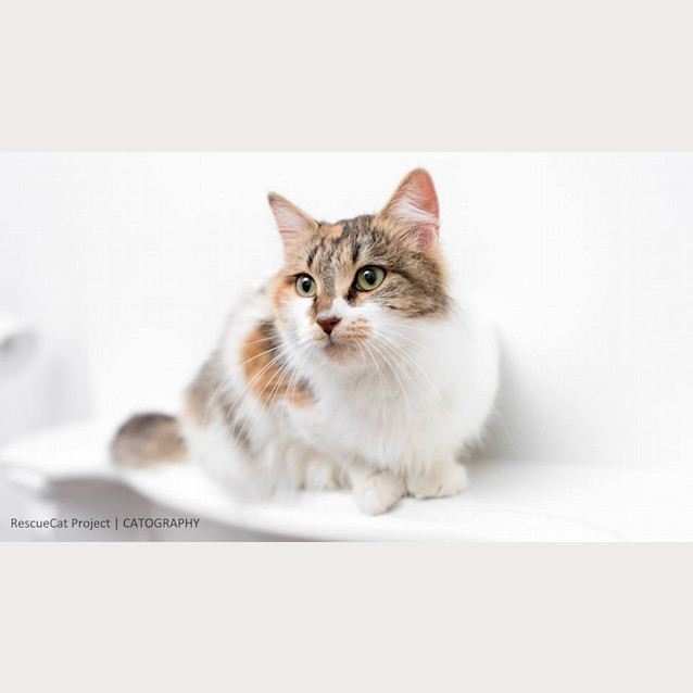 Photo of "Octavia"   Purrfect Match