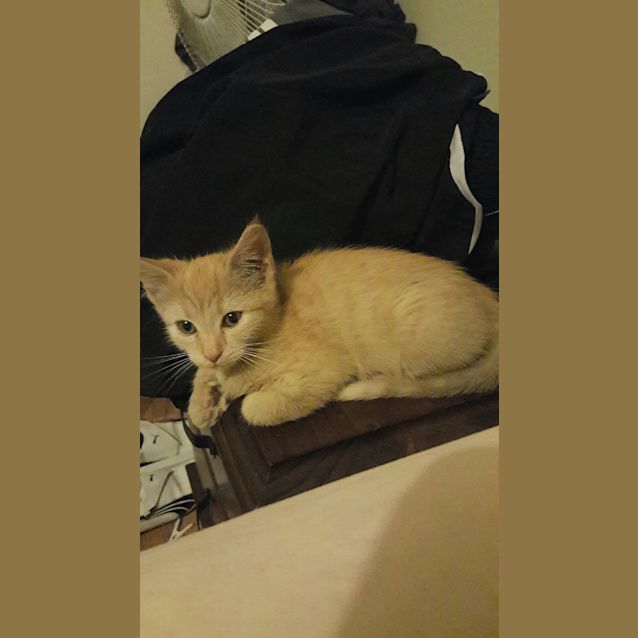 Photo of Lola (Available For Pre Adoption)