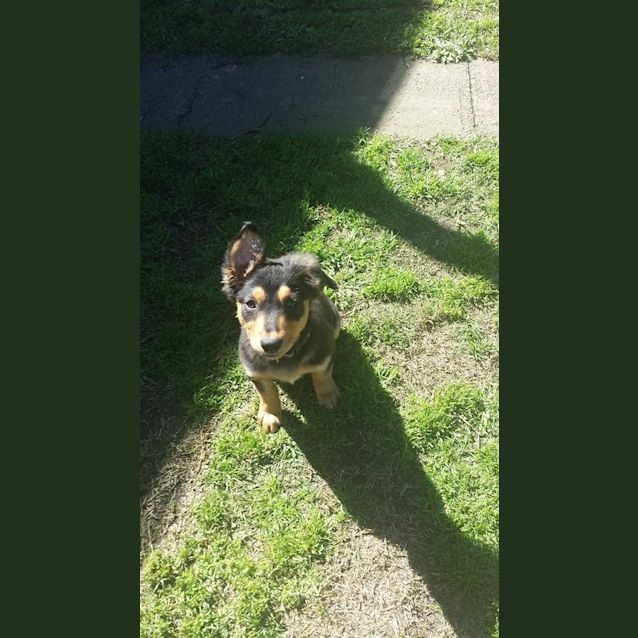 Photo of River (Dog/Cat/Child Friendly)