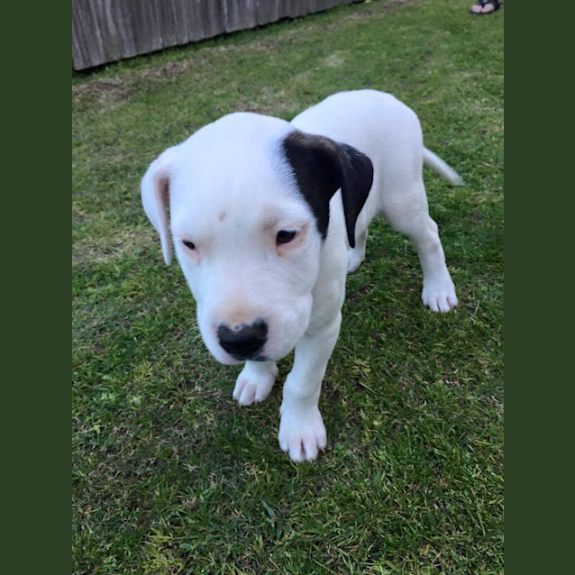 Photo of Delilah