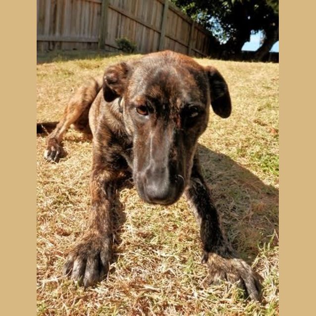 Photo of Cinnamon