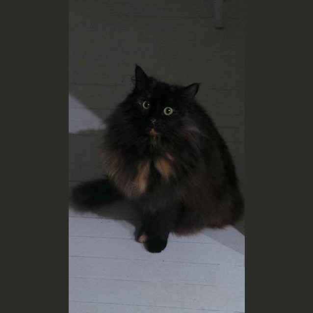 Photo of Copper