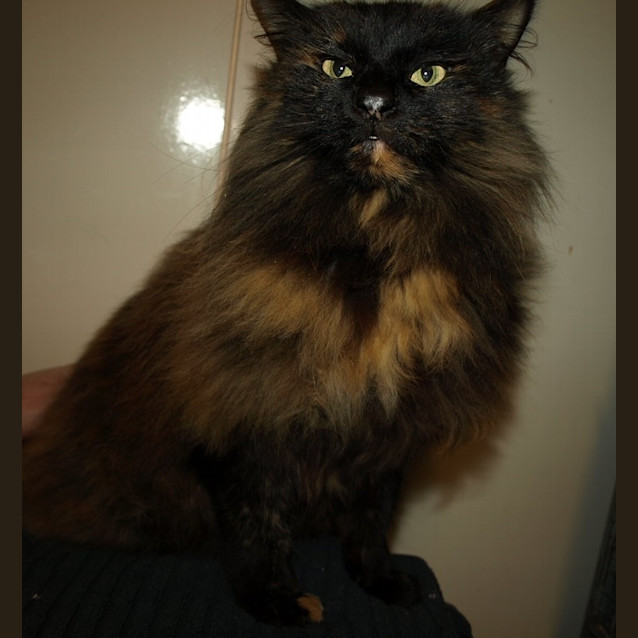 Photo of Copper