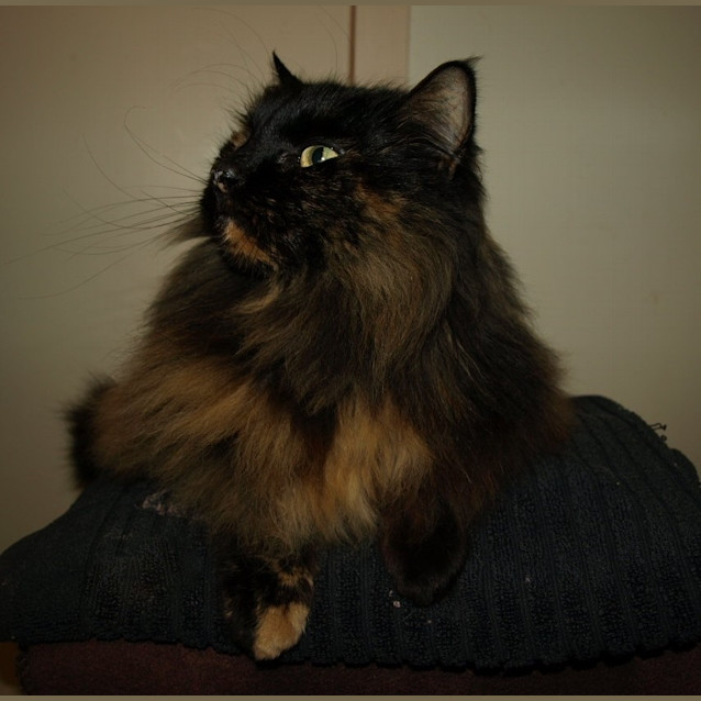 Photo of Copper