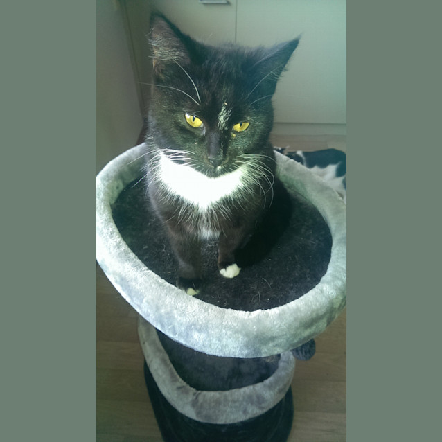 Photo of Stumpy