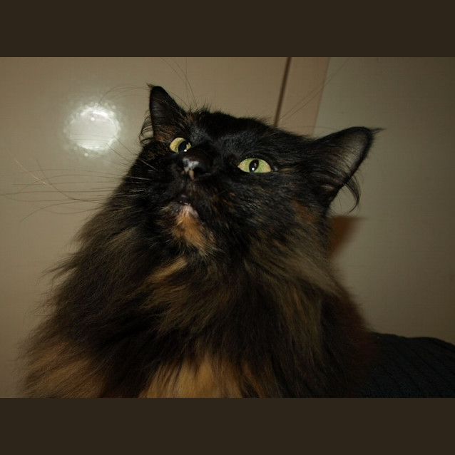 Photo of Copper