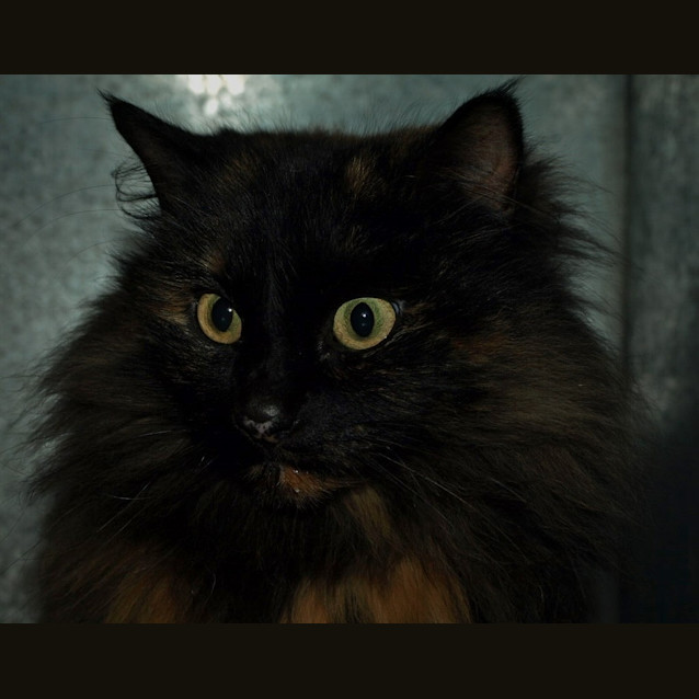 Photo of Copper