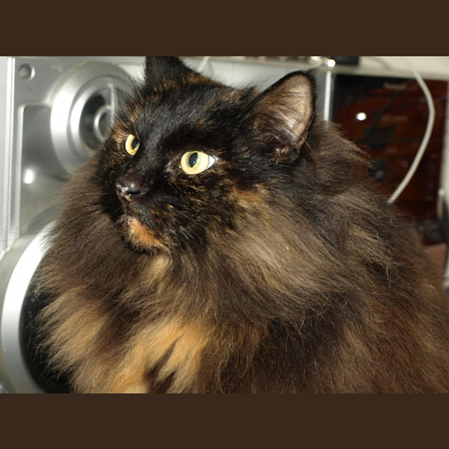 Photo of Copper
