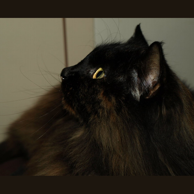 Photo of Copper
