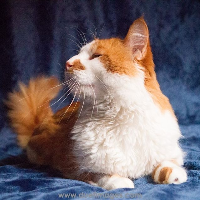 Photo of Puss 'N' Boots