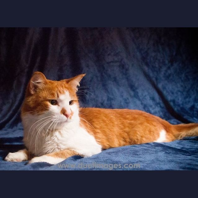 Photo of Puss 'N' Boots