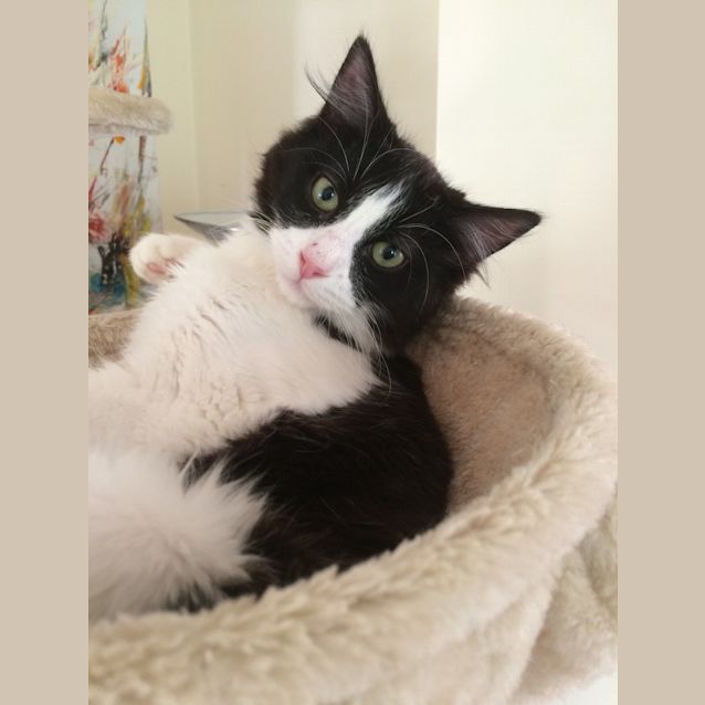 Photo of Ace
