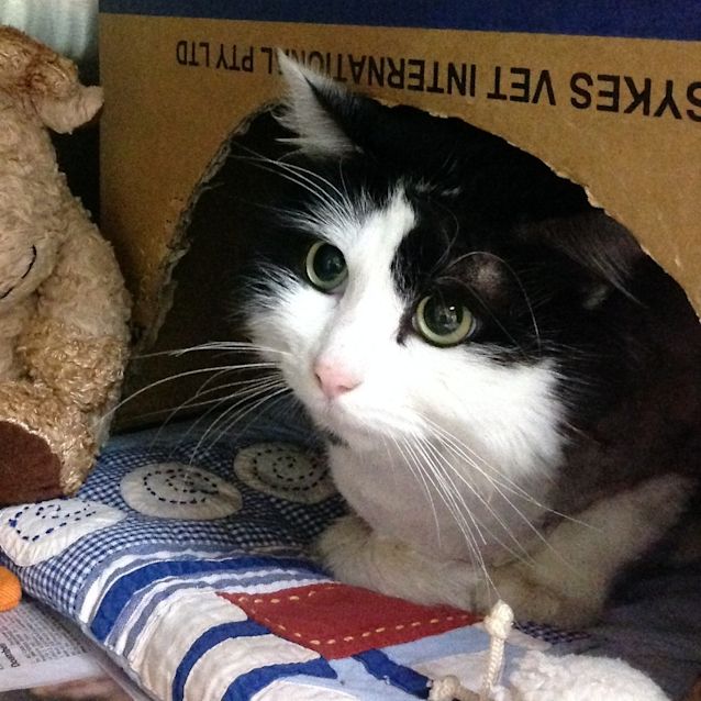 Photo of Oreo