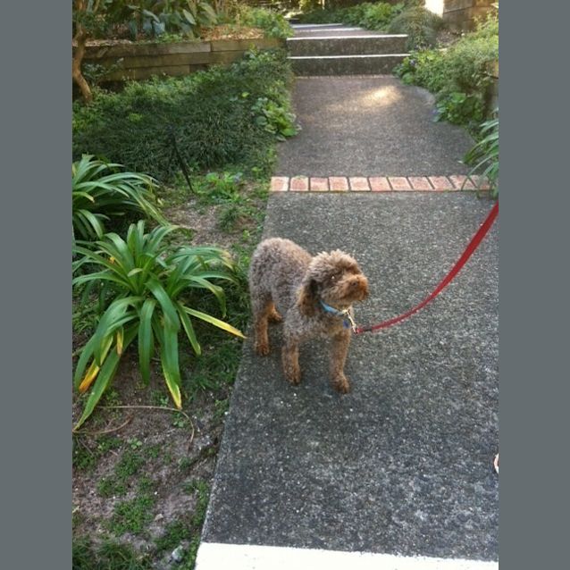 Photo of Chocco (Dog Friendly)