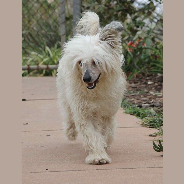 Photo of Oso *On Trial In His New Home*