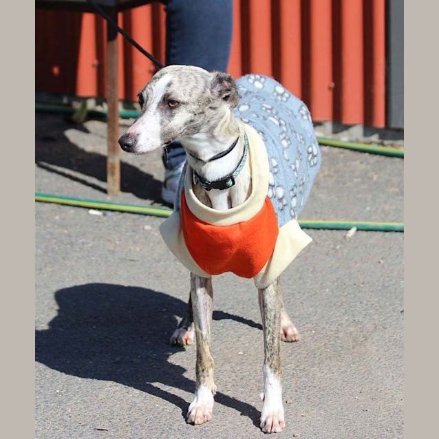 Photo of Blaze
