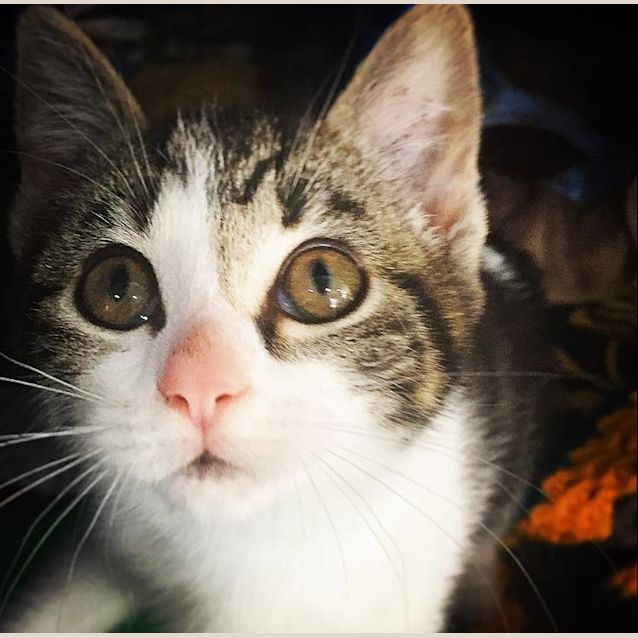 Photo of Tilly
