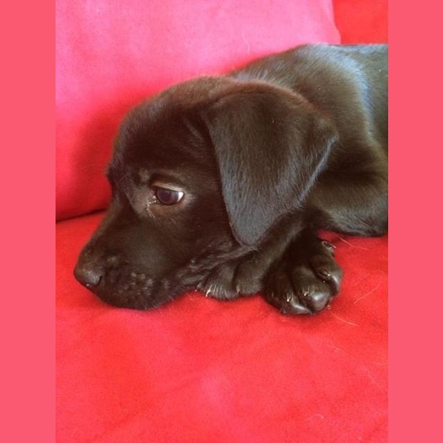 Photo of Bella