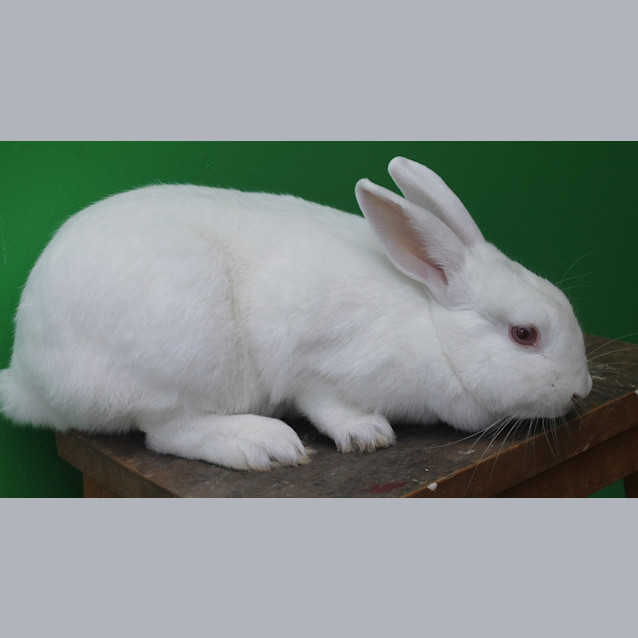 Photo of Snowflake @ Squawks Pet Store