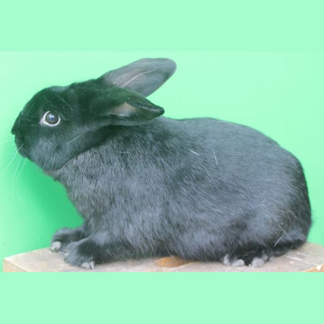 Photo of Ruben @ Squawks Pet Store