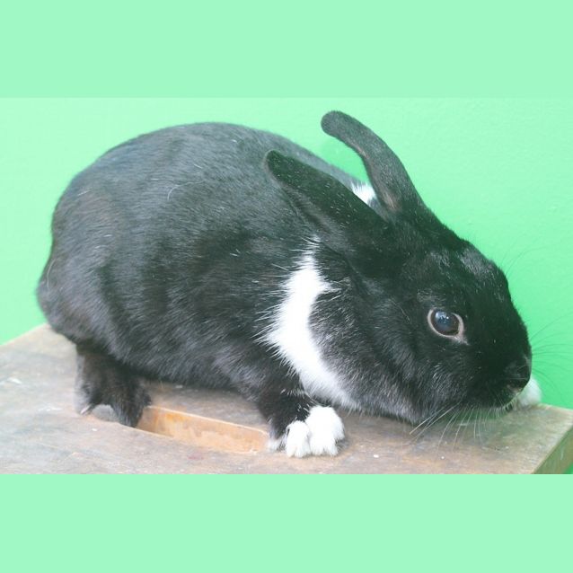 Photo of Juliette @ Squawks Pet Store