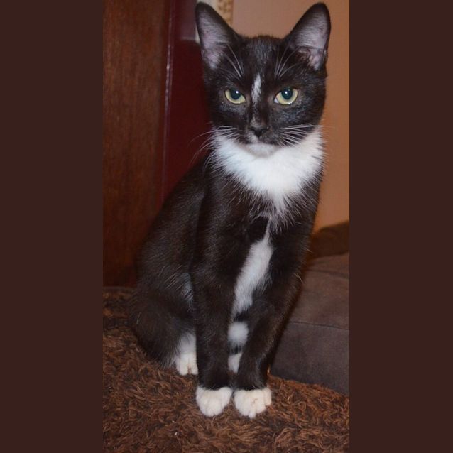 Photo of Arial @ The Pet House, Tuggerah