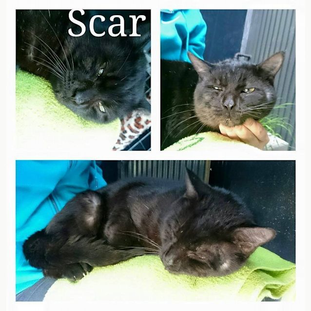 Photo of Scar @ The Pet House Tuggerah