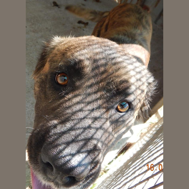 Photo of Zahara (At Rspca Big Adopt Day Sept 19 Brisbane)