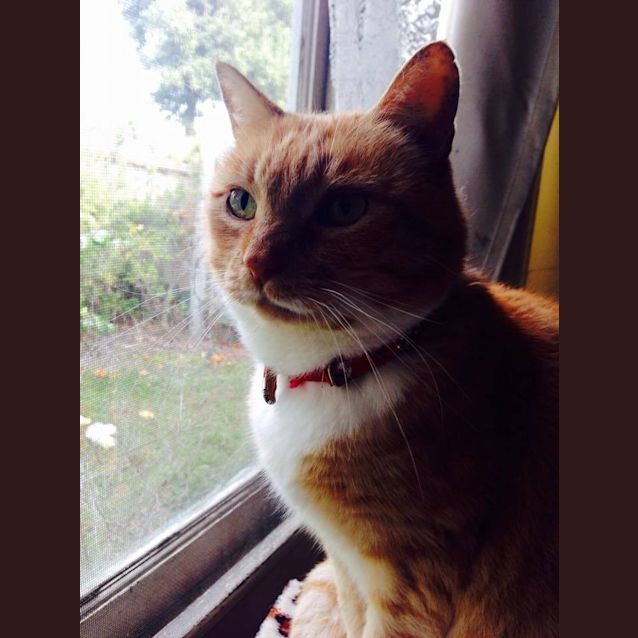 Photo of Charming Chance  