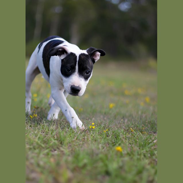 Photo of Daisey 