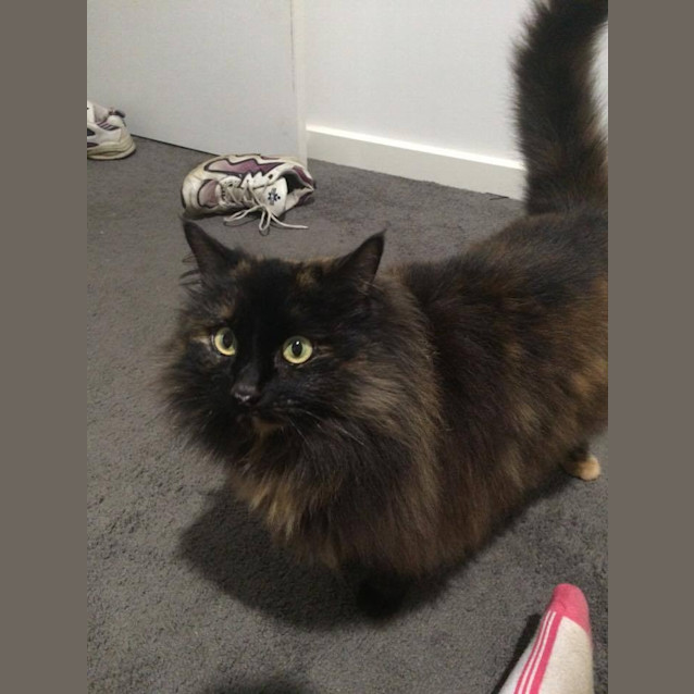 Photo of Copper