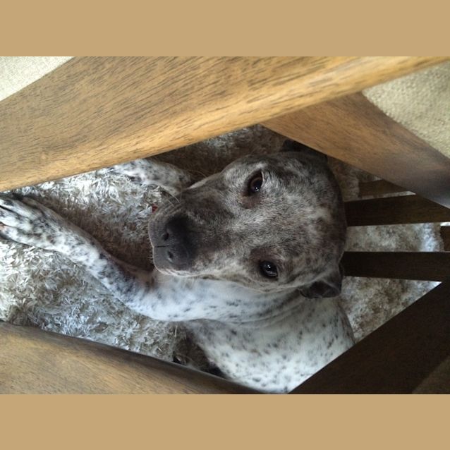 Photo of Lucy