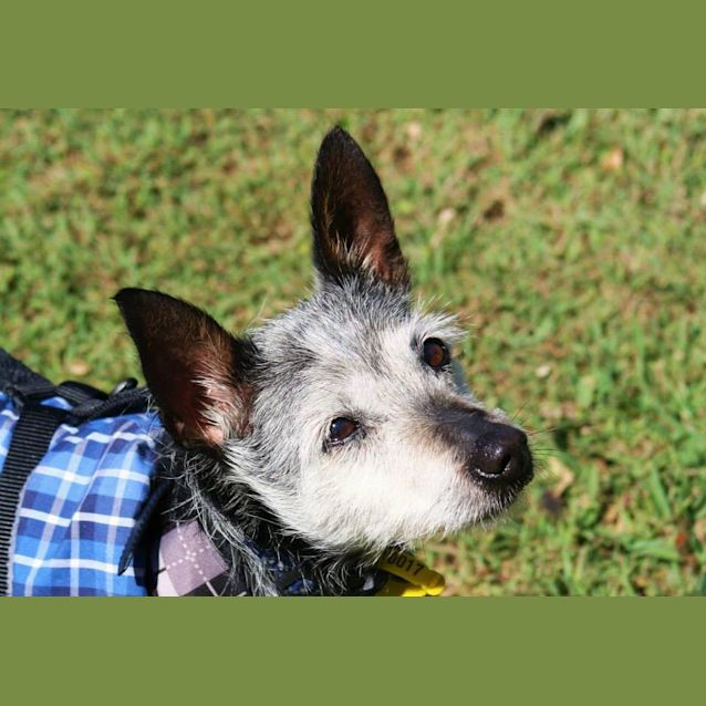 Photo of Russell (Special Needs)