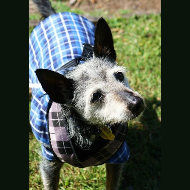 Photo of Russell (Special Needs)