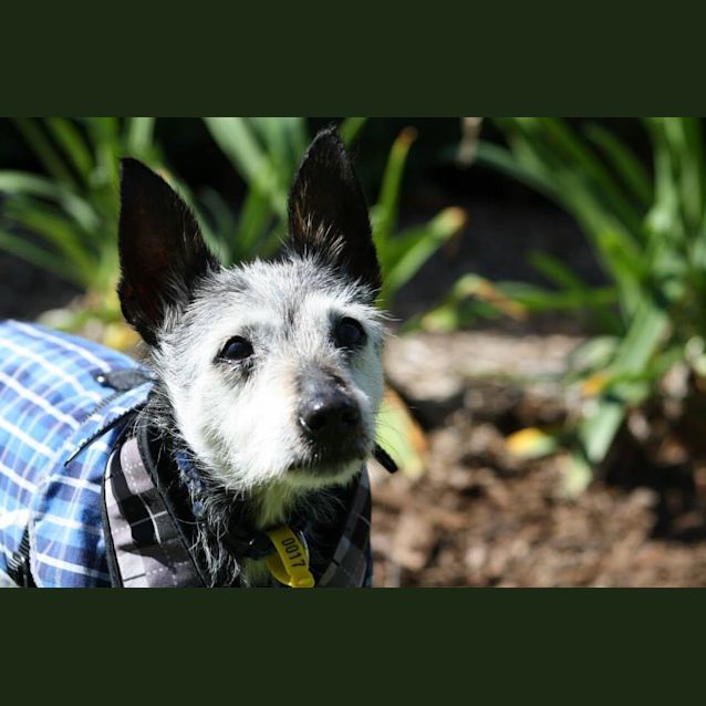 Photo of Russell (Special Needs)