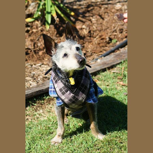 Photo of Russell (Special Needs)