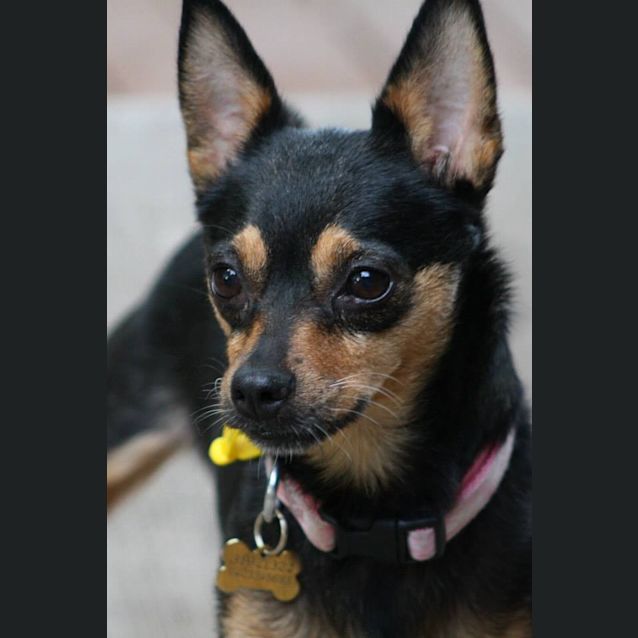 Photo of Trixie (Special Home Needed)