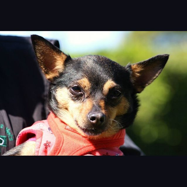 Photo of Trixie (Special Home Needed)