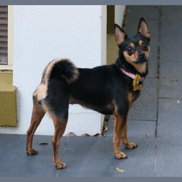 Photo of Trixie (Special Home Needed)