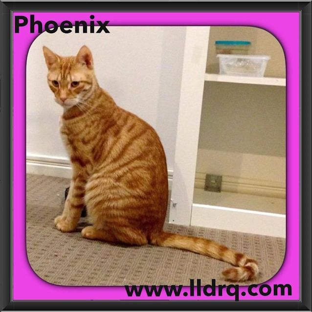 Photo of Phoenix 