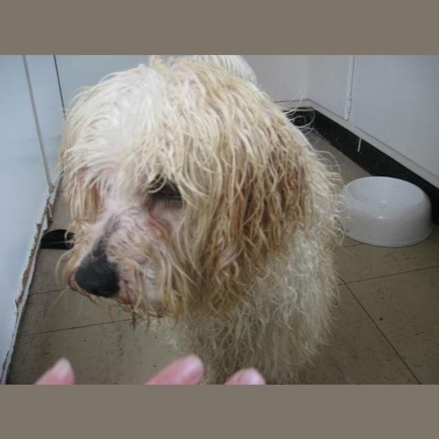 Photo of Chester (Dog Friendly)