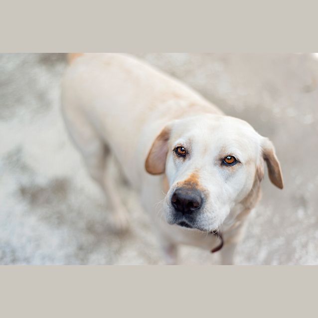 Photo of Honey